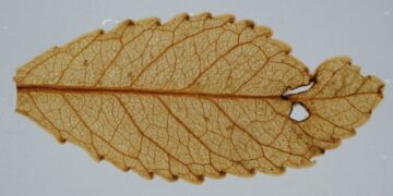 Ancient remains shed light on how plants will cope with higher CO2 levels