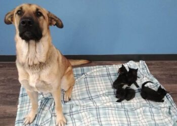 The stray dog that adopted five kittens