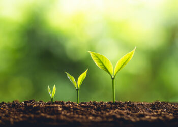 Which came first, the seed or the tree?