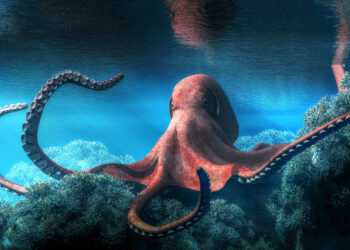 Amazing Octopus Facts
