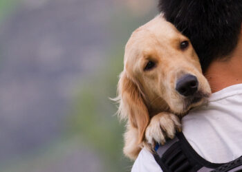How To Read Your Dog’s Emotions By Understanding Body Responses