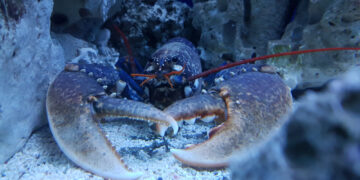 Is it true that lobsters don’t die of old age?￼