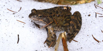 Interesting Facts on How Frogs Survive Winter