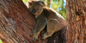 Do Koalas Actually Sleep?