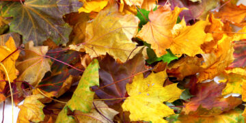 Interesting Reasons Why Leaves Change Colour in Autumn