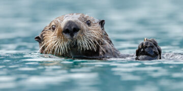 Interesting Facts About The Ability of Sea Otters to Use Tools