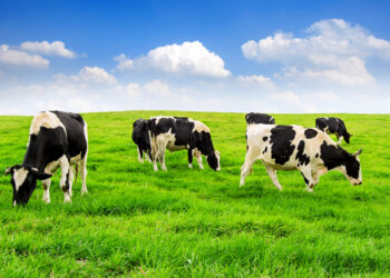 Cows Have Best Friends Too