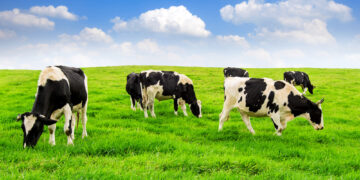 Cows Have Best Friends Too