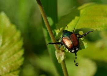 Insect Poop: Useful For Insects, But Could It Be The Next Big Thing For Modern Medicine?