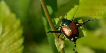Insect Poop: Useful For Insects, But Could It Be The Next Big Thing For Modern Medicine?