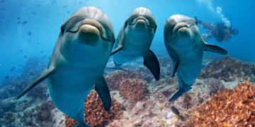 Dolphins give each other Names Just Like Humans!