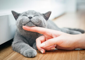 A Proven Technique to Stroking Your Adorable Cat!