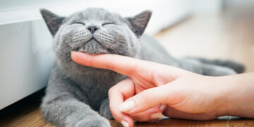 A Proven Technique to Stroking Your Adorable Cat!