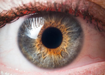 How Do Human Eyes Develop?