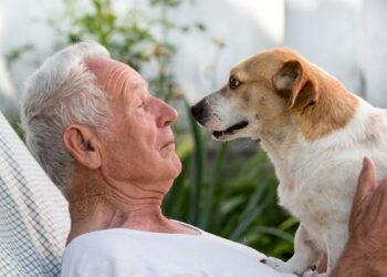 Why we must remember that a dog is for life